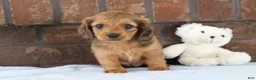 Dachshund dogs for sale: Glory  - Ad 4