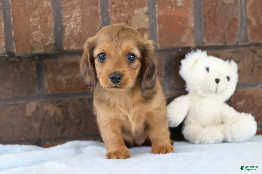 Dachshund dogs for sale: Glory  - Ad 4