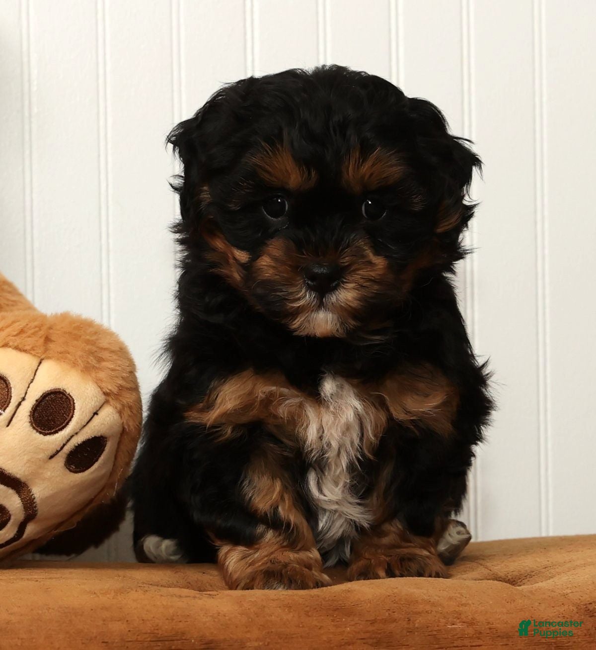 Shihpoo dogs Shane - Ad 2