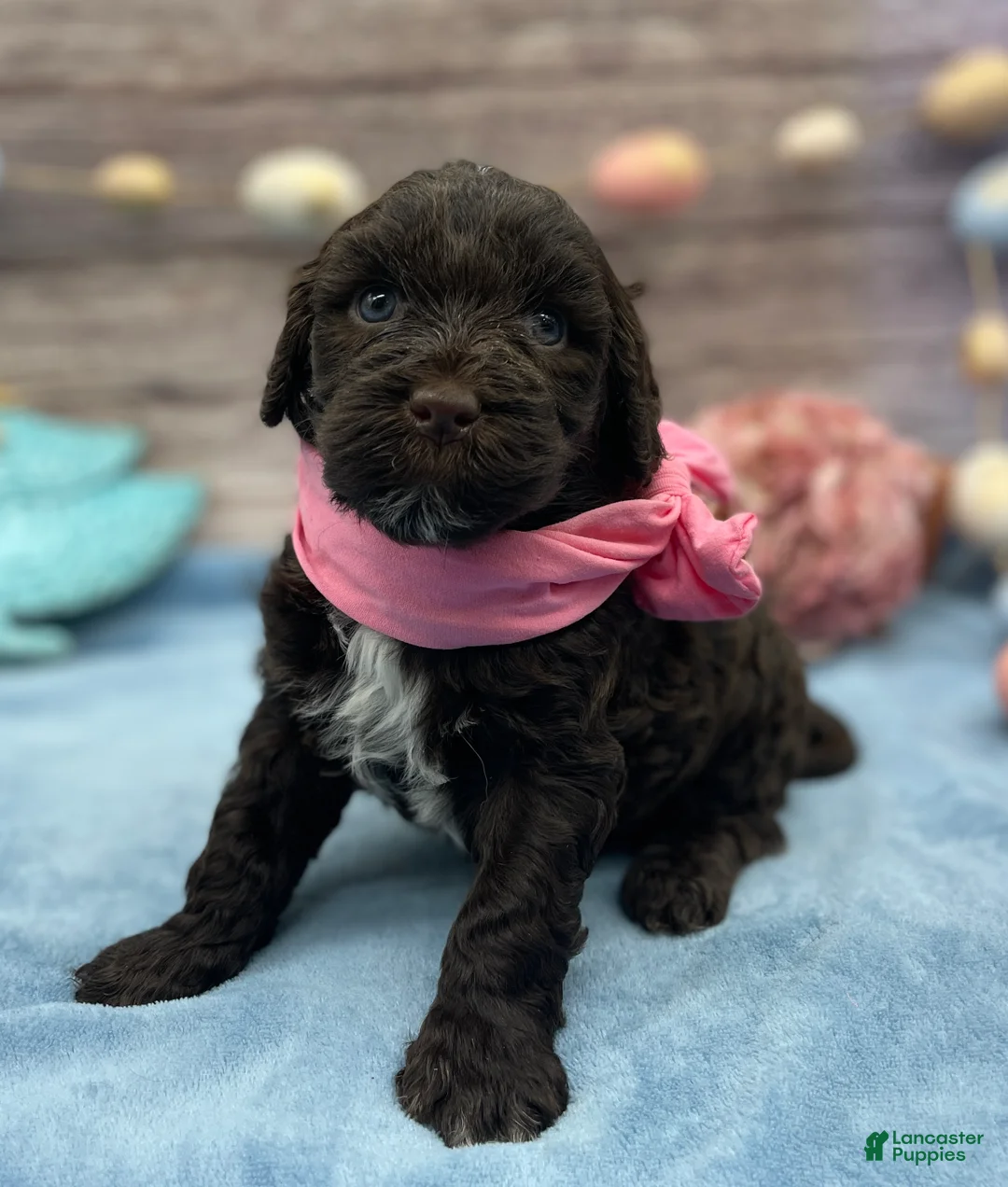 Portuguese Water Dog dogs for sale: Brie - Ad 1