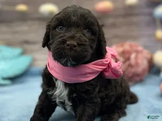 Portuguese Water Dog dogs for sale: Brie - Ad 3