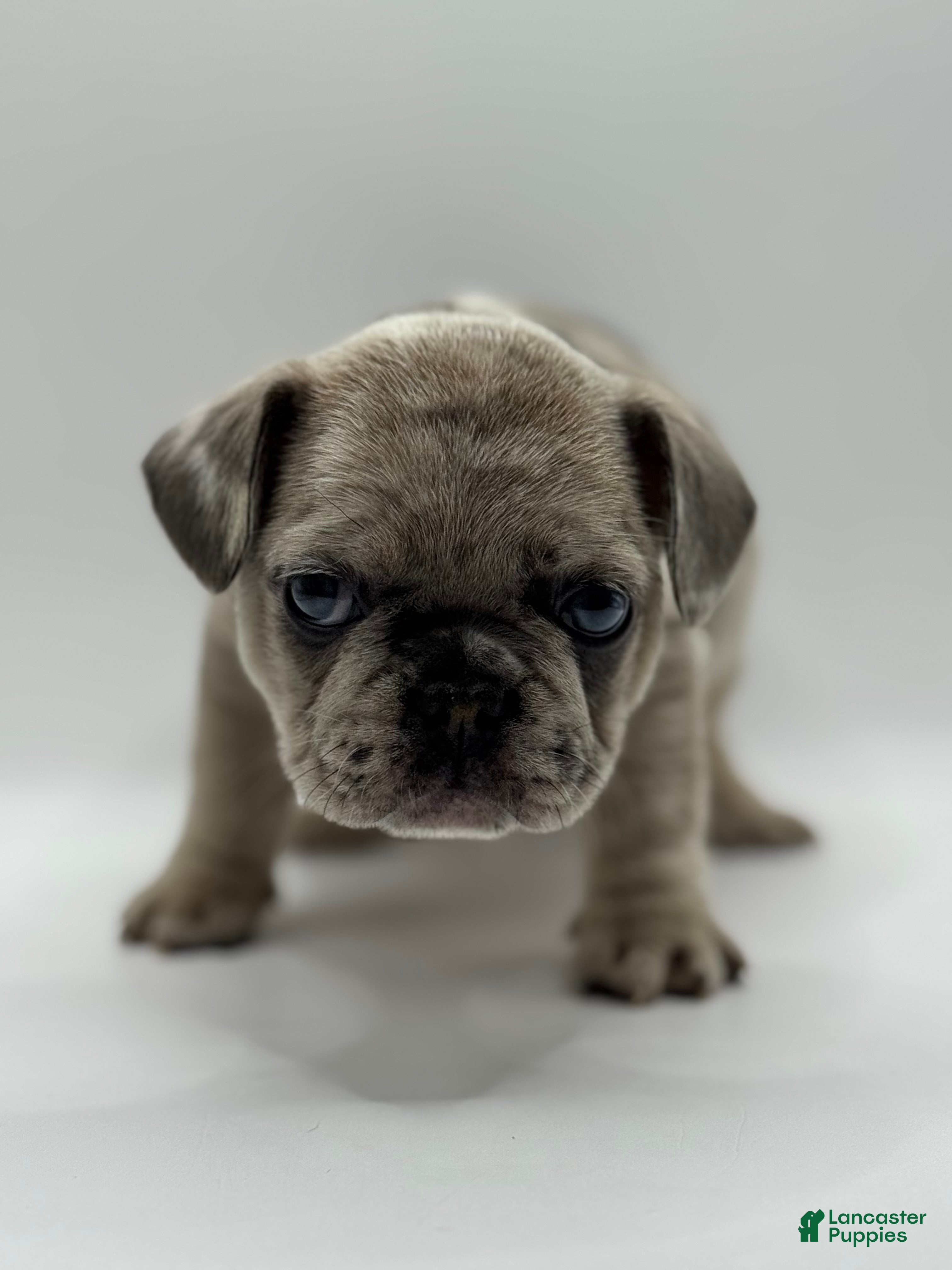 French Bulldog dogs French Bulldog Puppy 2 - Ad 31
