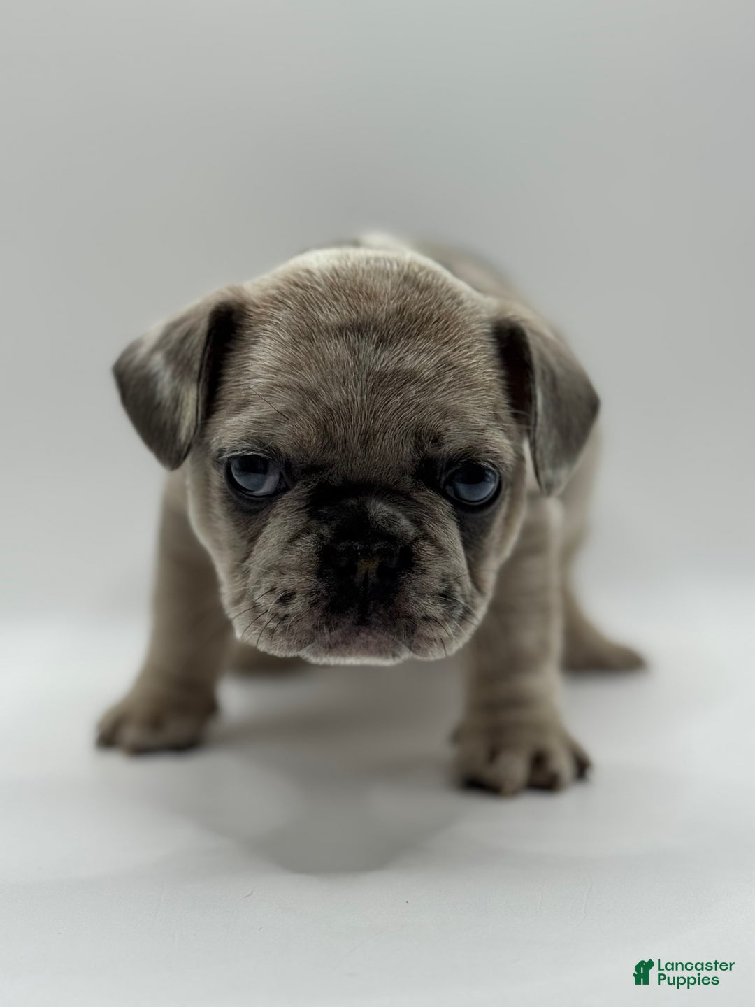 French Bulldog dogs for sale: French Bulldog Puppy 2 - Ad 1