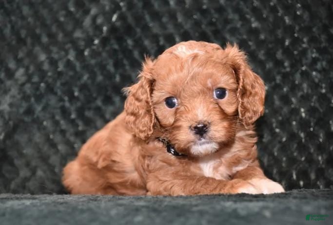 Cavapoo dogs Kayla - Ad 41