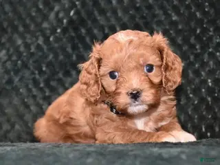Cavapoo dogs Kayla - Ad 41