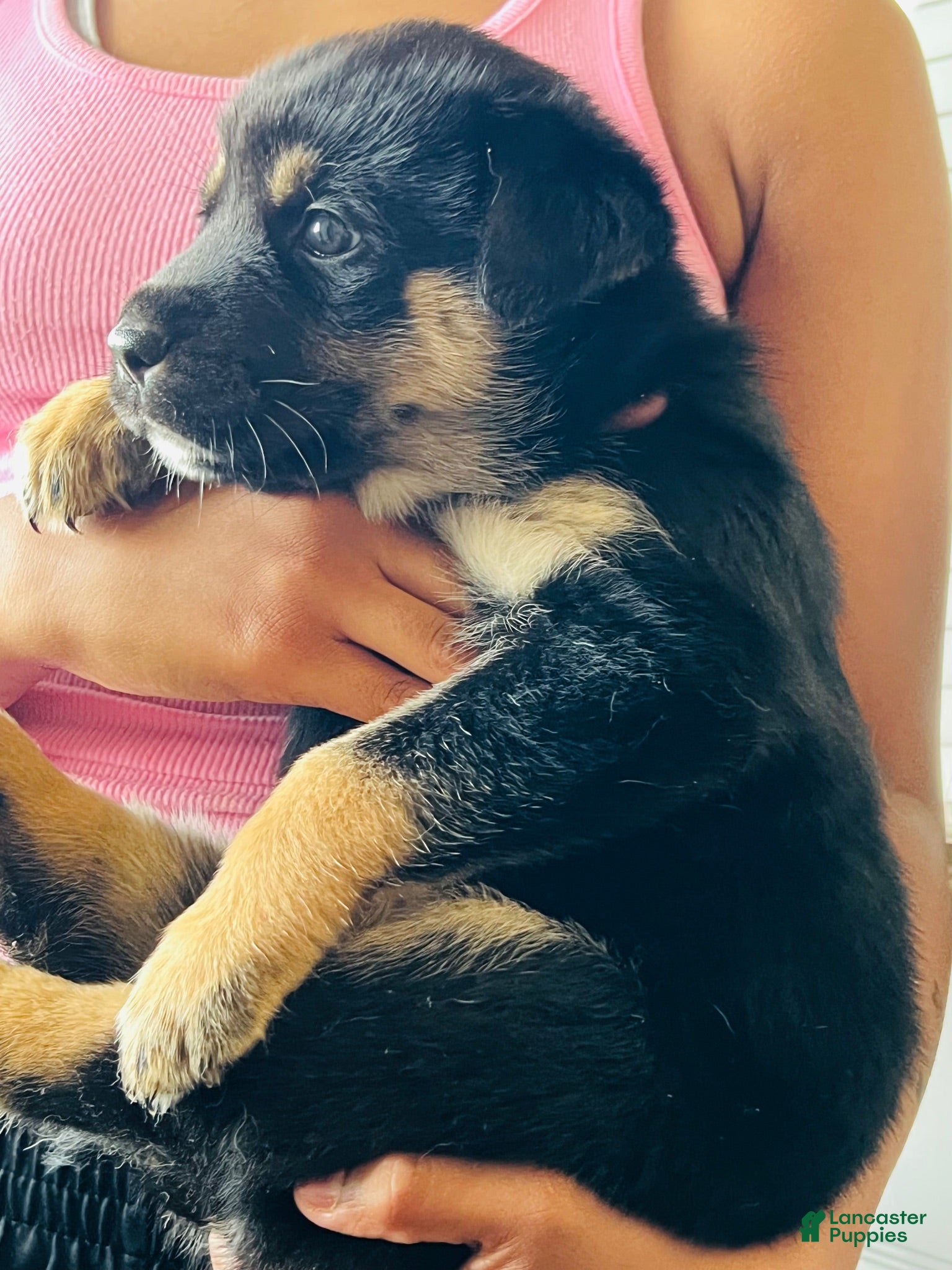 Mixed Breed dogs Mixed Breed 1 - Ad 2
