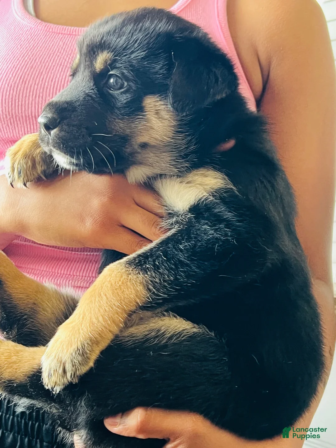 Mixed Breed dogs for sale: Mixed Breed 1 - Ad 1
