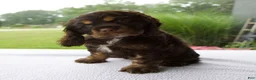 Cocker Spaniel dogs for sale: Karla - Ad 6