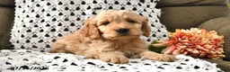 Goldendoodle dogs for sale: Snickers - Ad 9