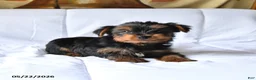 Yorkshire Terrier dogs for sale: Max - Ad 2