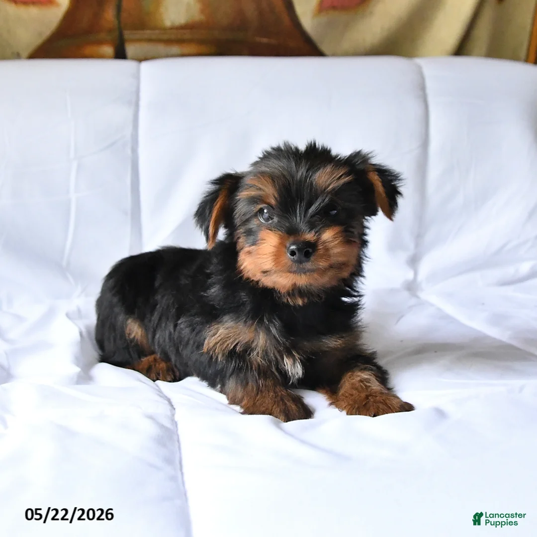 Yorkshire Terrier dogs for sale: Max - Ad 2