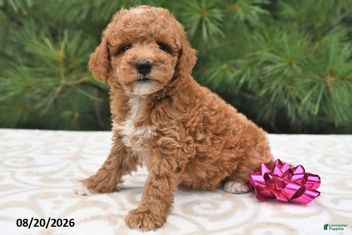 Mini Goldendoodle dogs Luna  - Ad 2