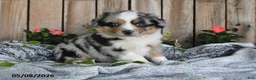 Miniature Australian Shepherd dogs for sale: Pancho - Ad 2