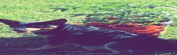 Australian Cattle Dog dogs for sale: Penny - Ad 10