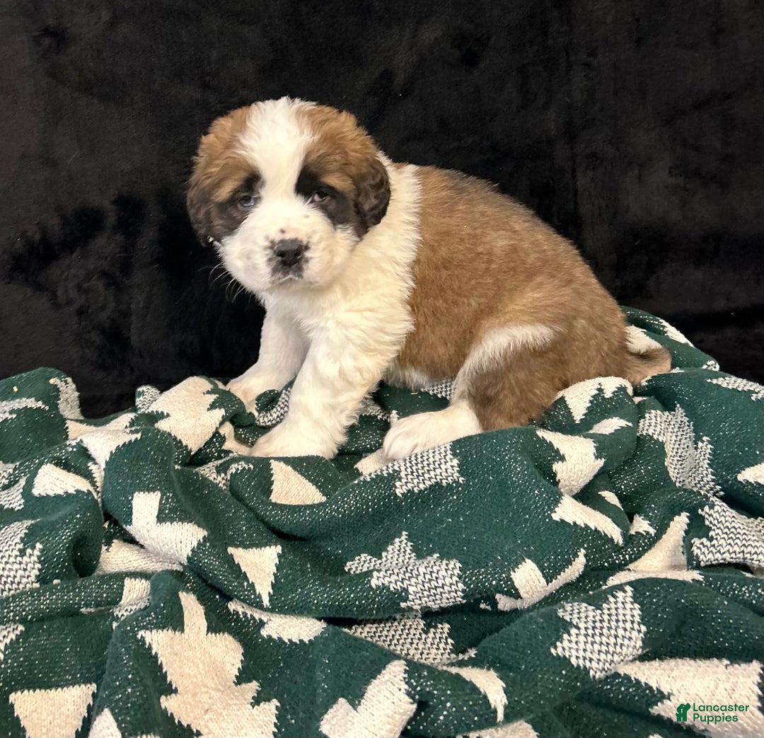 Saint Bernard dogs for sale: King - Ad 4