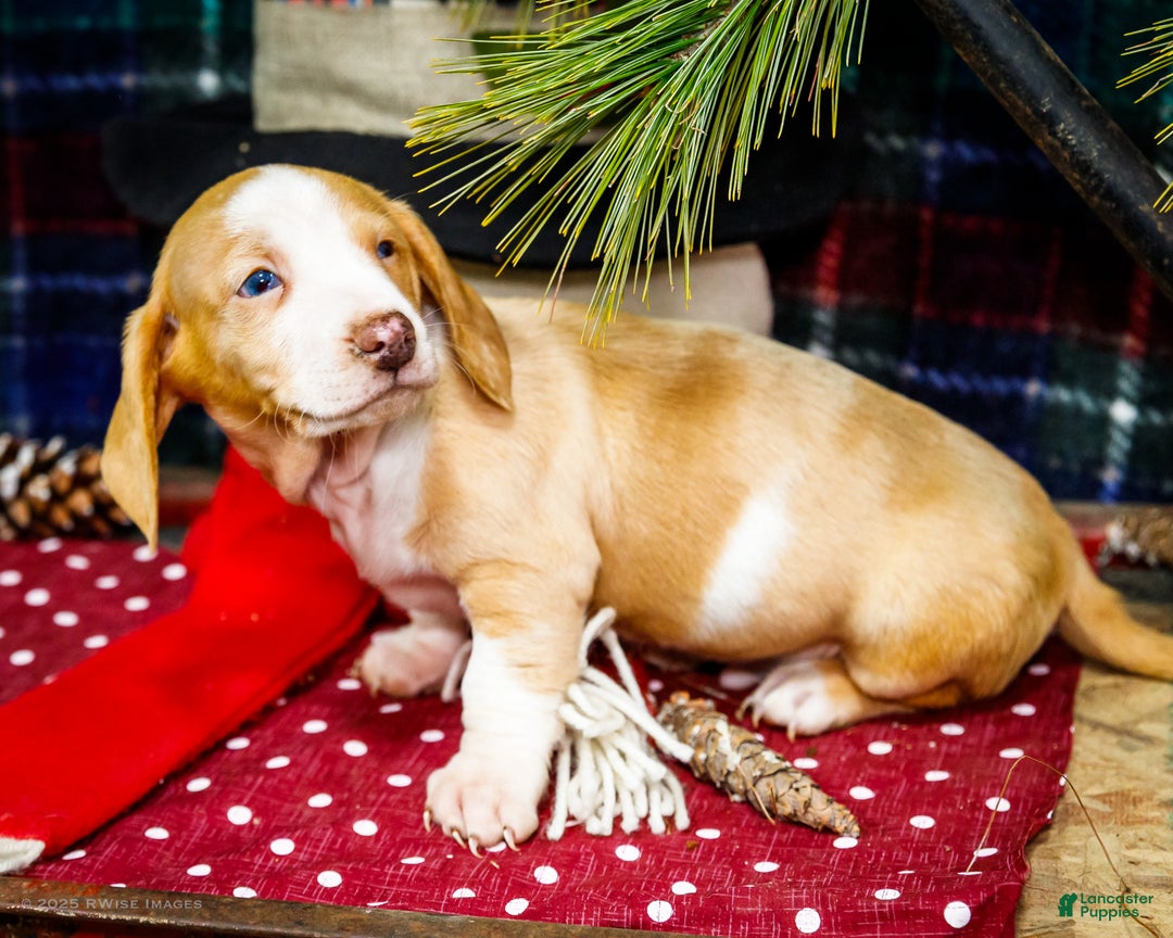 Miniature Dachshund dogs for sale: Sailor - Ad 2