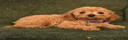 Cavapoo dogs for sale: Irene - Ad 4