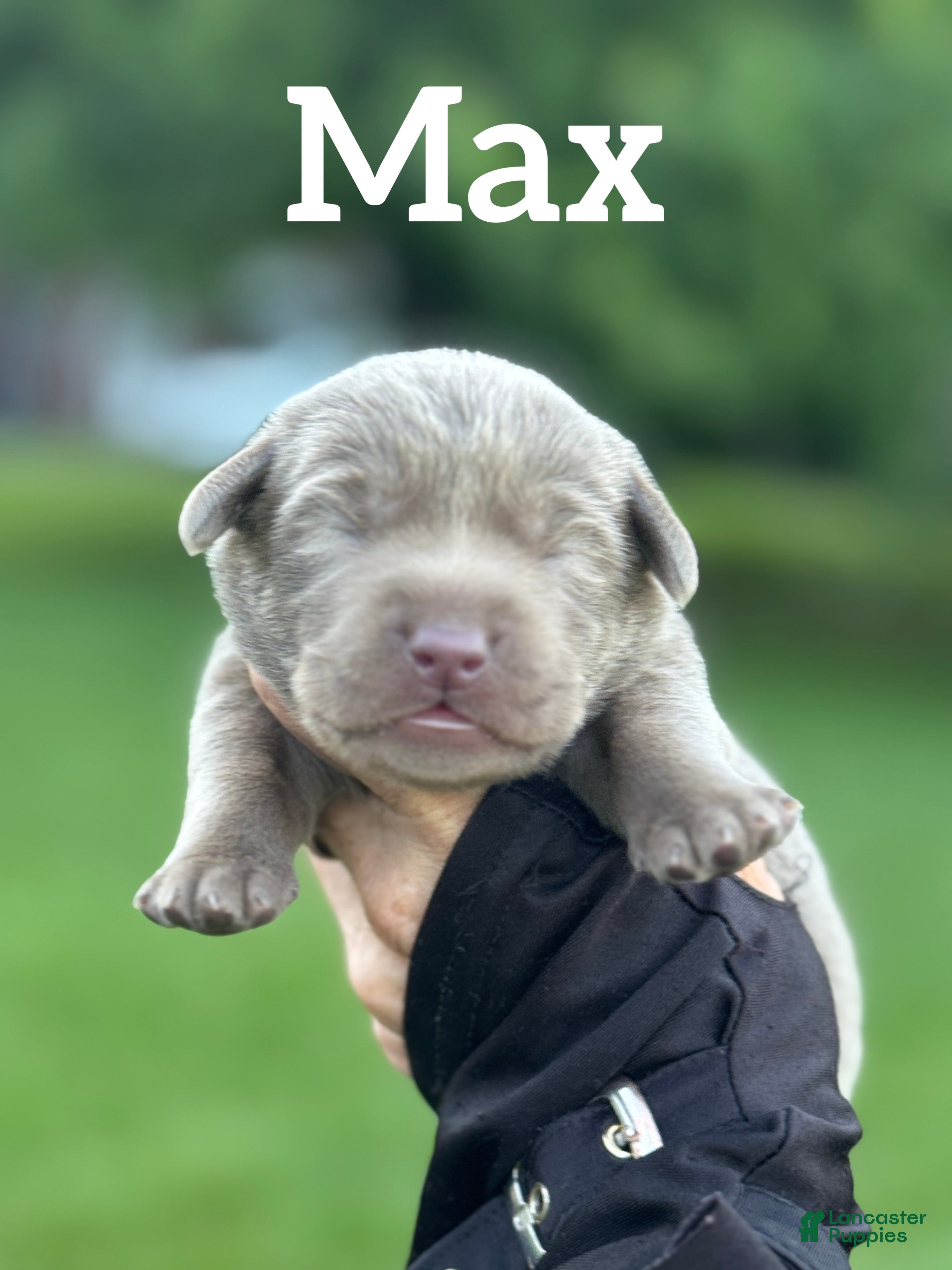 Labrador Retriever dogs Labrador Retriever Puppy 2 - Ad 1