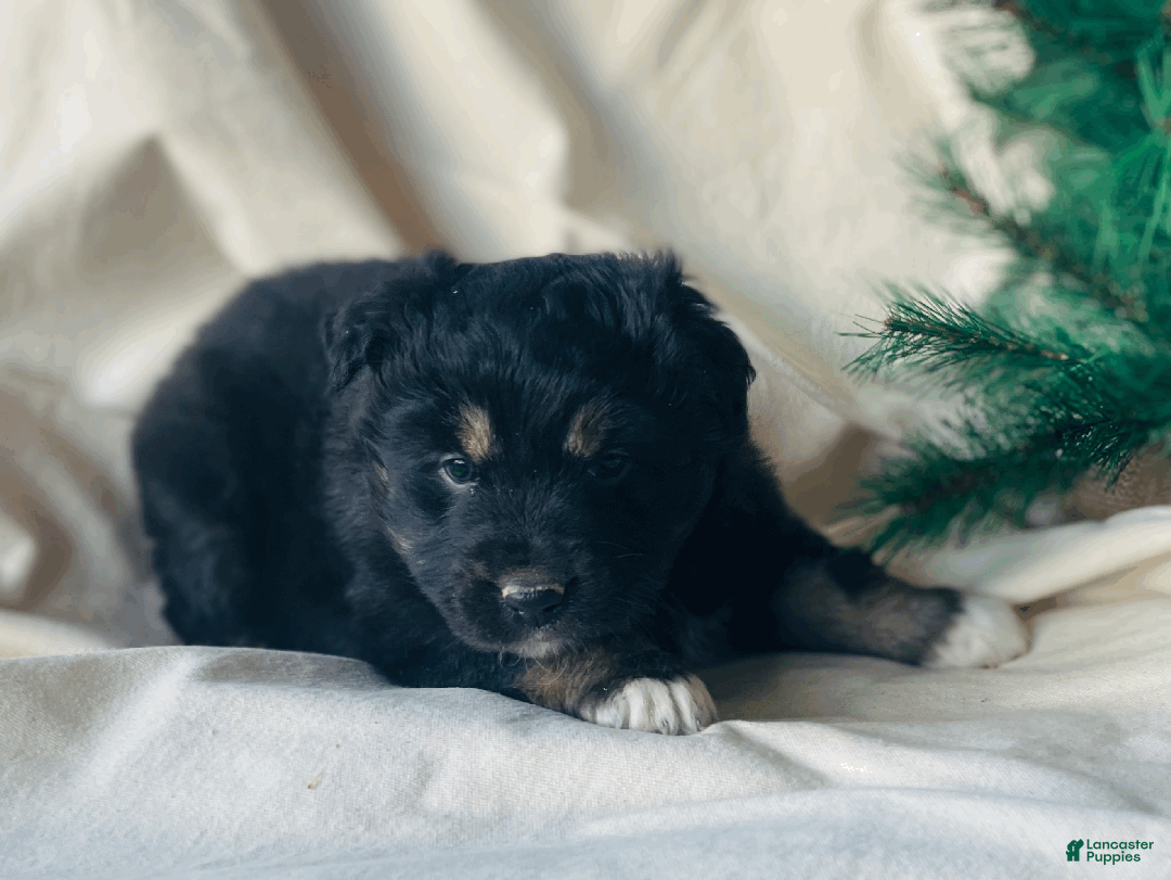 Australian Shepherd dogs for sale: Mocha - Ad 3