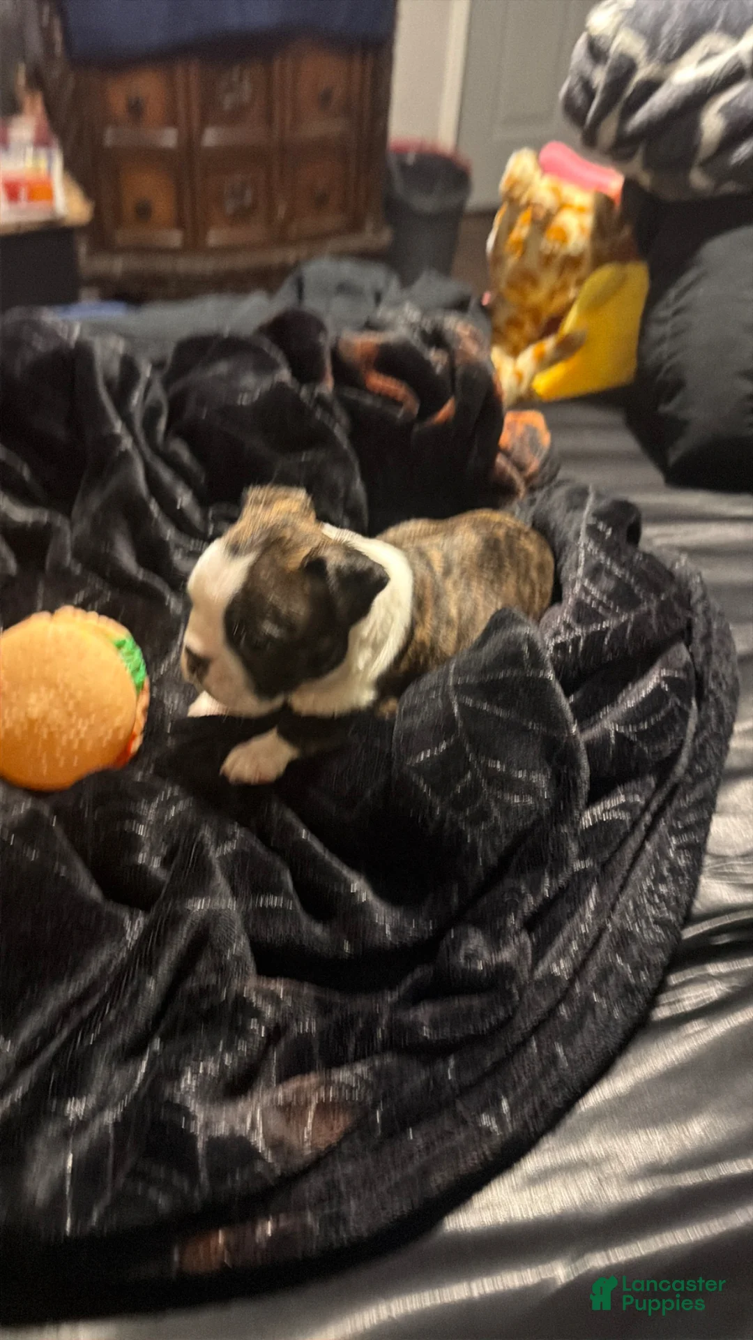 Boston Terrier dogs for sale: Logan - Ad 2