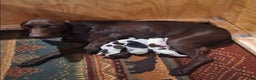 German Shorthaired Pointer dogs for sale: German Shorthaired Pointer Puppy 3 - Ad 2