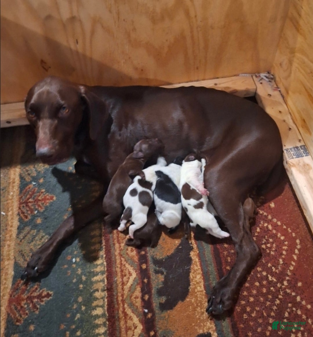German Shorthaired Pointer dogs for sale: German Shorthaired Pointer Puppy 3 - Ad 2