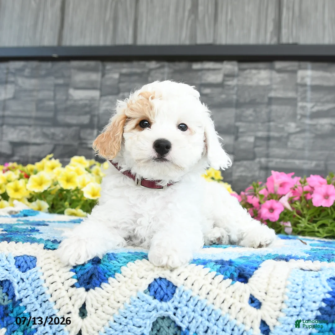 Mini Goldendoodle dogs for sale: Silly Sue  - Ad 1