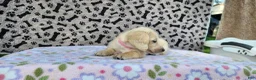 Miniature Dachshund dogs for sale: Bubbles - Ad 6