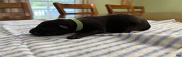 Belgian Malinois dogs for sale: Belgian Malinois 4 - Ad 3