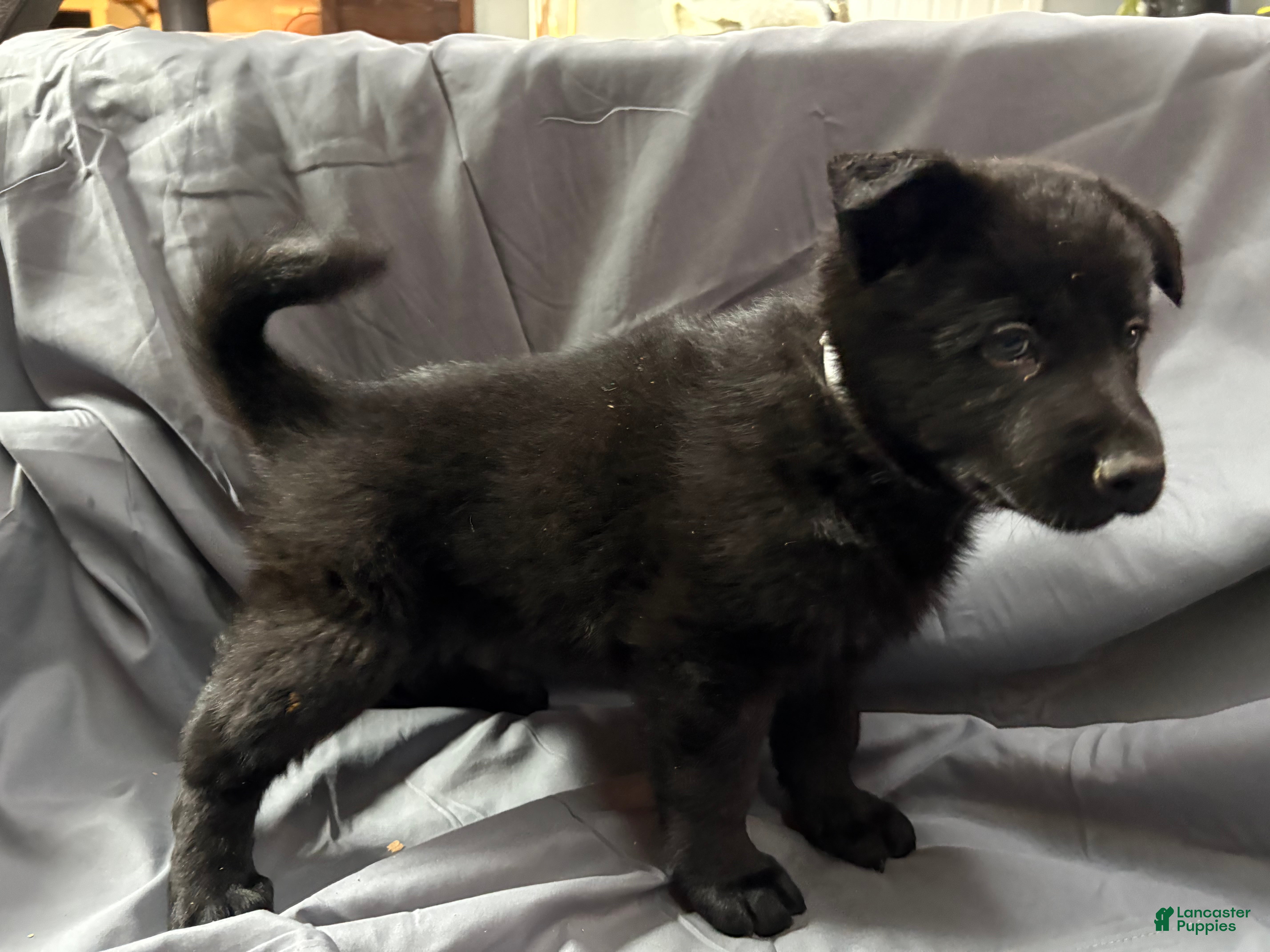 Mixed Breed dogs B Puppy 2 - Ad 3