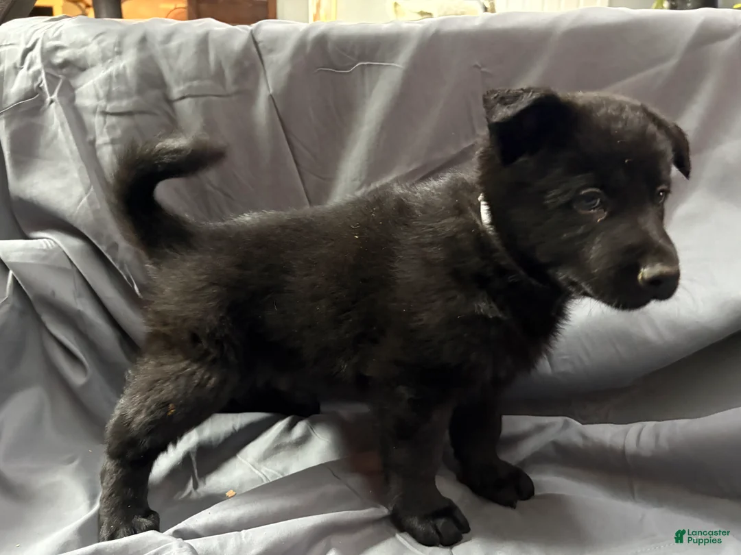 Mixed Breed dogs for sale: B Puppy 2 - Ad 1