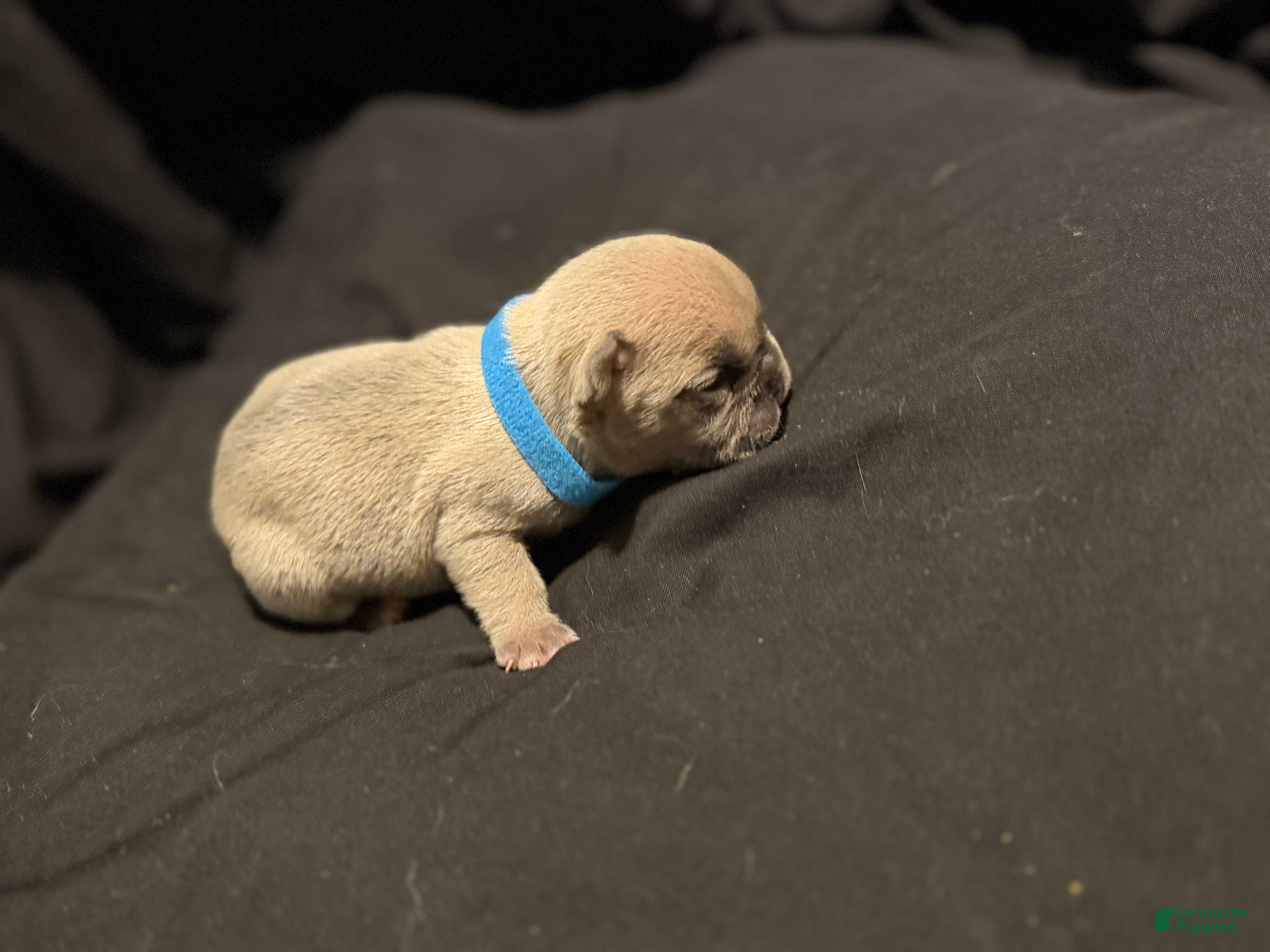 French Bulldog dogs French Bulldog Puppy 7 - Ad 8