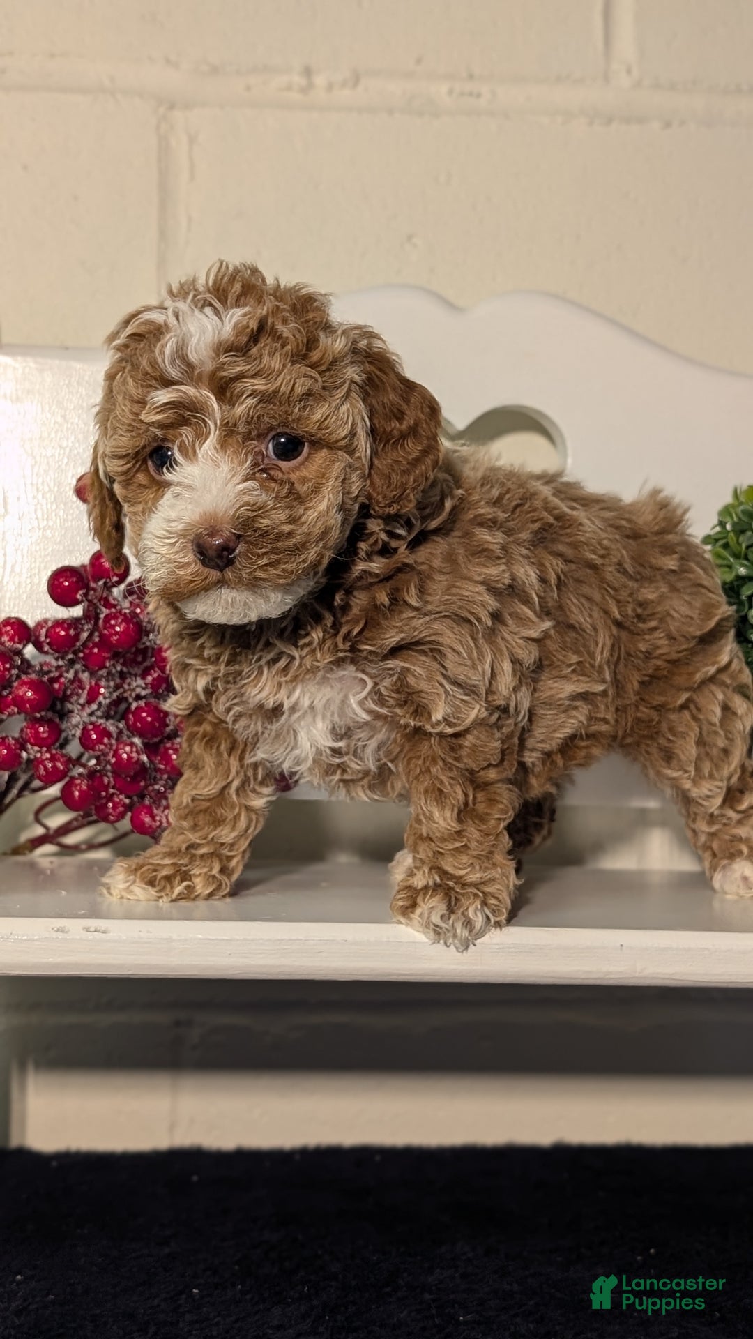 Miniature Poodle dogs for sale: Hazel - Ad 9