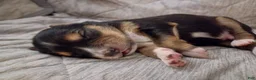 Miniature Australian Shepherd dogs for sale: Miniature Australian Shepherd 2 - Ad 11