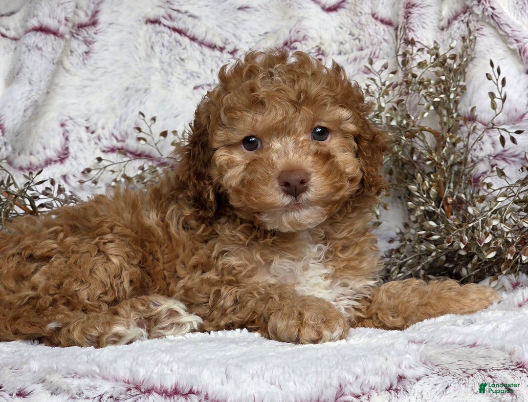 Cockapoo dogs for sale: Nero - Ad 3