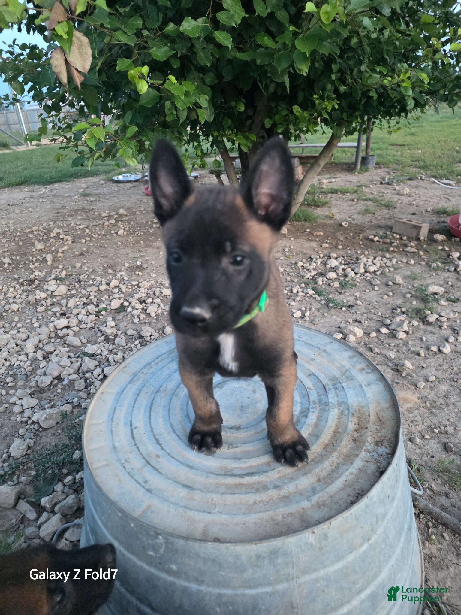 Belgian Malinois dogs Belgian Malinois Puppy 1 - Ad 22