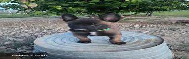 Belgian Malinois Puppy 1