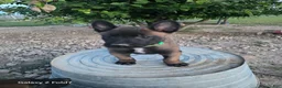 Belgian Malinois dogs for sale: Belgian Malinois Puppy 1 - Ad 1