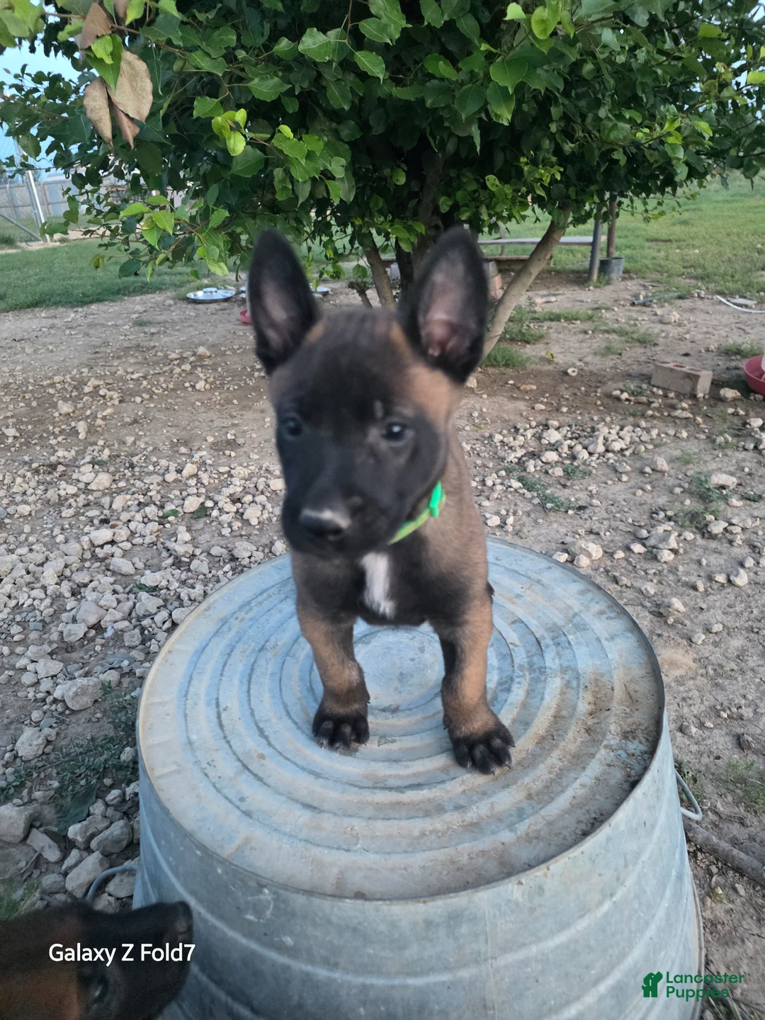 Belgian Malinois dogs for sale: Belgian Malinois Puppy 1 - Ad 1