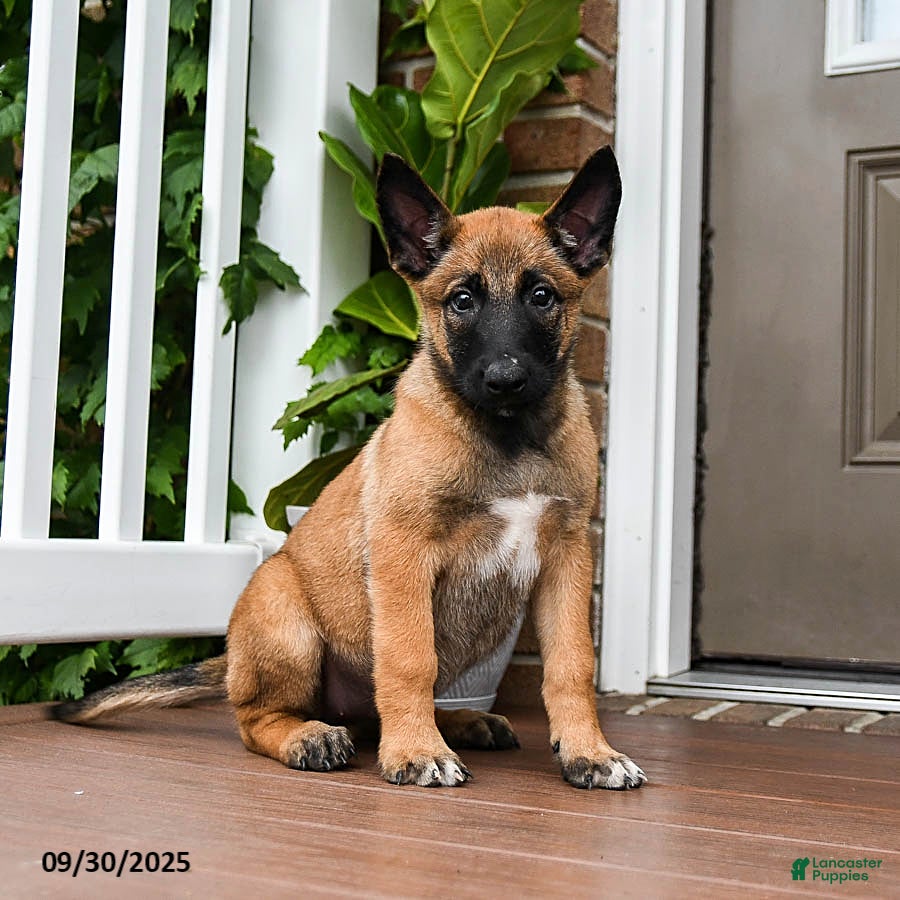 Price Belgian Maltese Dogs Pooch Belgian Malinois Puppy For Sale
