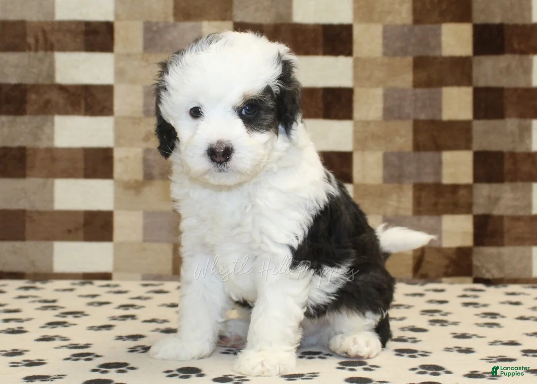 Mini Bernedoodle dogs for sale: Luke - Ad 4