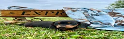 Dachshund dogs for sale: Dash - Ad 1