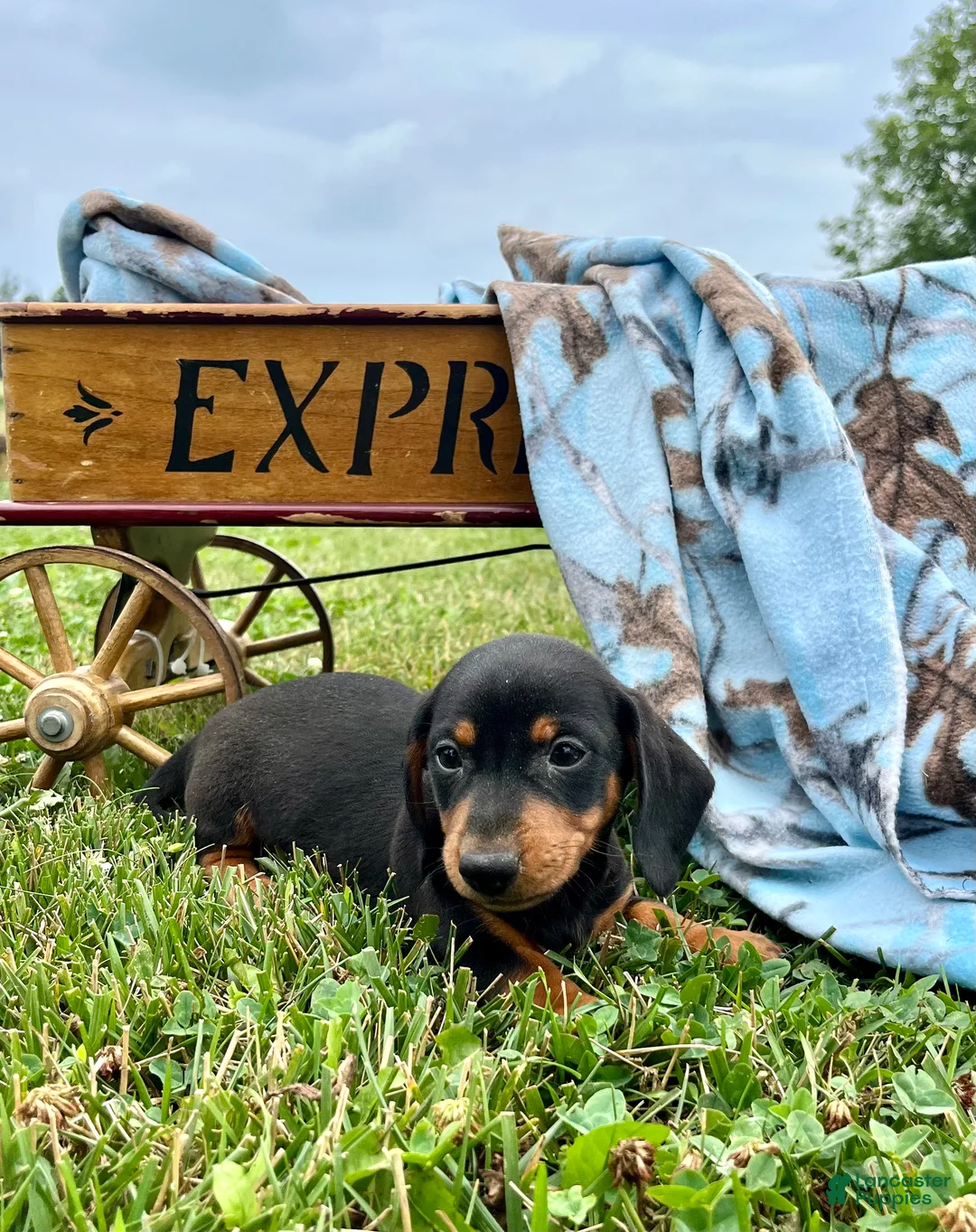 Dachshund dogs for sale: Dash - Ad 1