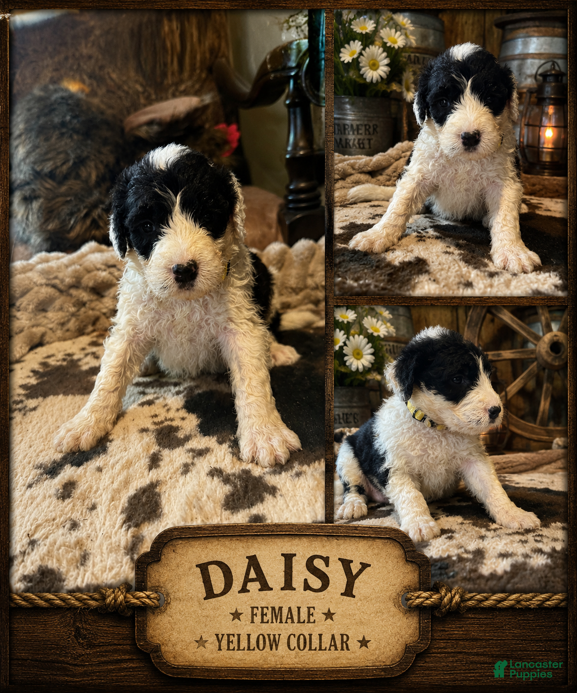 Sheepadoodle dogs Daisy - Ad 9