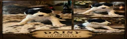 Sheepadoodle dogs for sale: Daisy - Ad 1