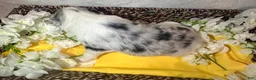 Border Collie dogs for sale: Willow  - Ad 1