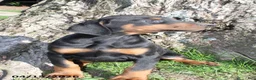 Doberman Pinscher dogs for sale: Robert - Ad 4
