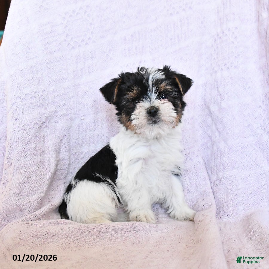 Yorkshire Terrier dogs Otto  Extra Small - Ad 1