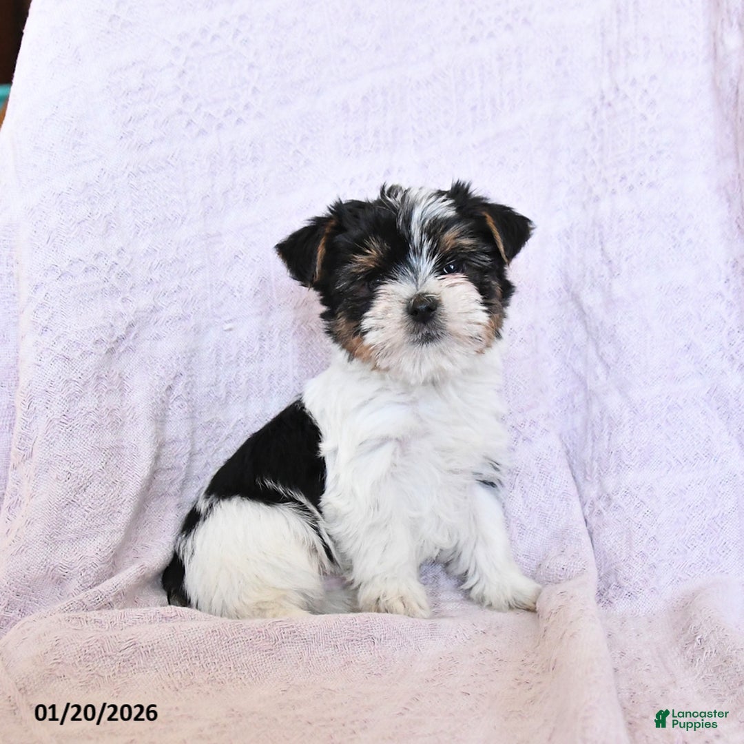 Yorkshire Terrier dogs for sale: Otto  Extra Small - Ad 1