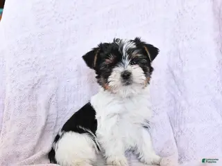 Yorkshire Terrier dogs Otto Extra Small - Ad 35